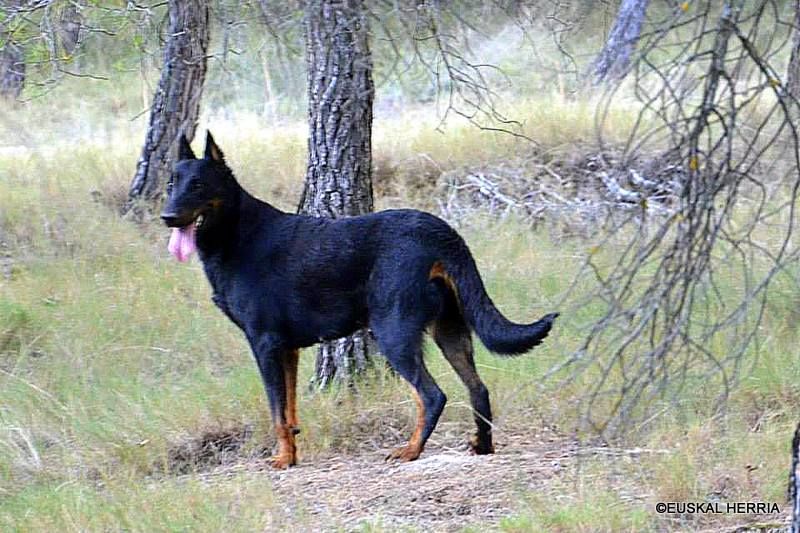 Garra de euskal herria