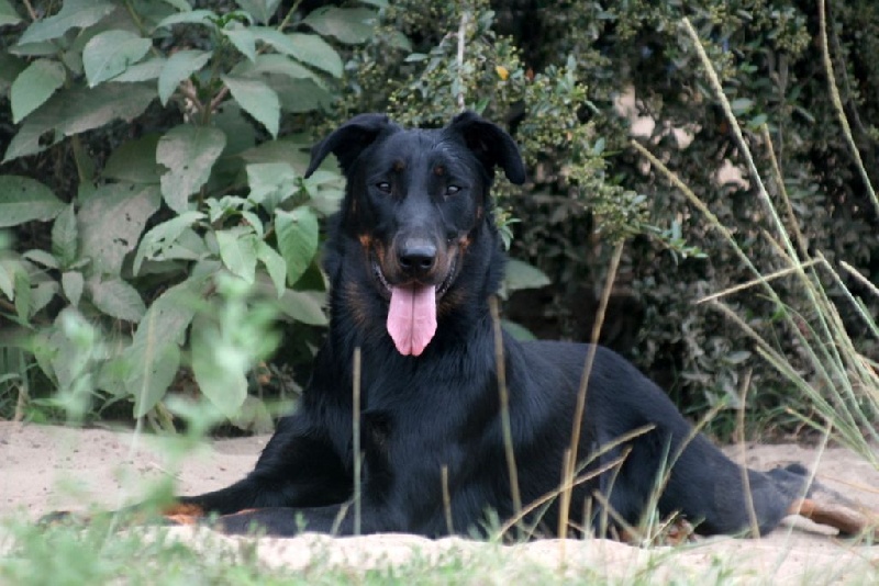 Guevarra tché de euskal herria