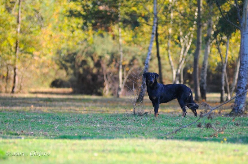 CH. India de euskal herria